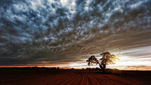多云的天空下树木的轮廓 · 免费素材图片