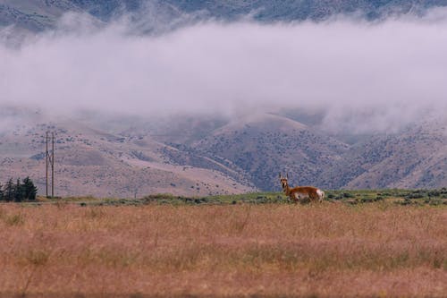 棕色的草地上的棕色和白色鹿 · 免费素材图片