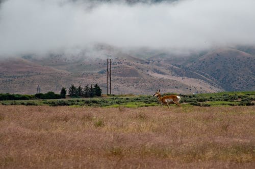 棕鹿在外地的风景照片 · 免费素材图片