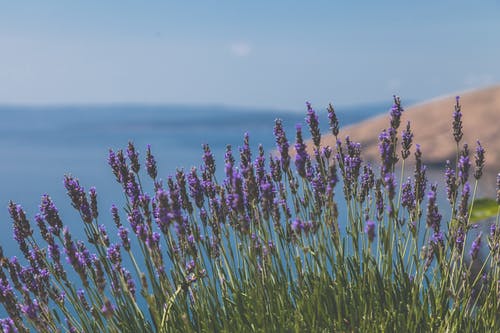 盛开的紫色风信子 · 免费素材图片