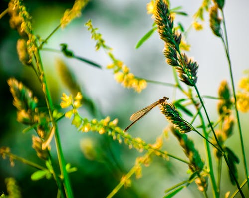 布朗豆娘栖息在选择性聚焦摄影中的黄色花 · 免费素材图片