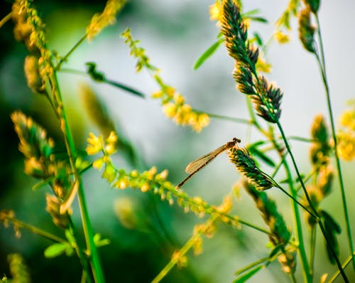 布朗豆娘栖息在选择性聚焦摄影中的黄色花 · 免费素材图片