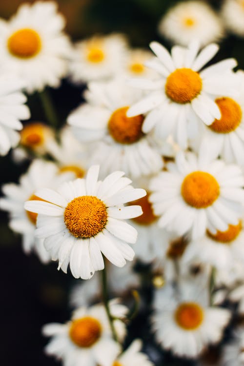 白色雏菊花的特写照片 · 免费素材图片