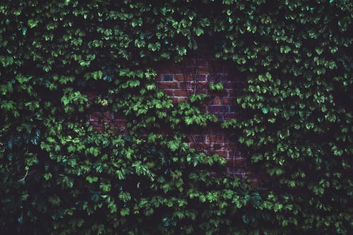 白天墙砖中的绿色植物 · 免费素材图片