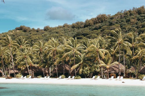 晴朗的天空下海滩岸边附近的棕榈树 · 免费素材图片