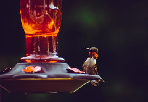 红宝石喉蜂鸟栖息在喂鸟器上的选择性聚焦摄影 · 免费素材图片