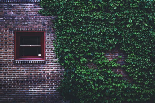 绿叶藤蔓覆盖的棕色混凝土砖房 · 免费素材图片
