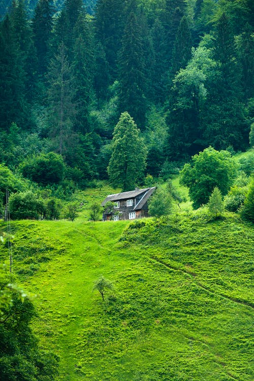 绿树环绕的棕色木屋 · 免费素材图片