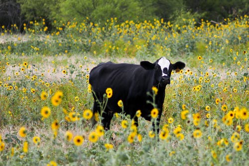 黑牛在黄色花瓣的床上 · 免费素材图片