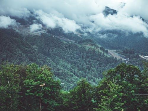 森林摄影 · 免费素材图片