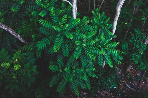 植物摄影 · 免费素材图片