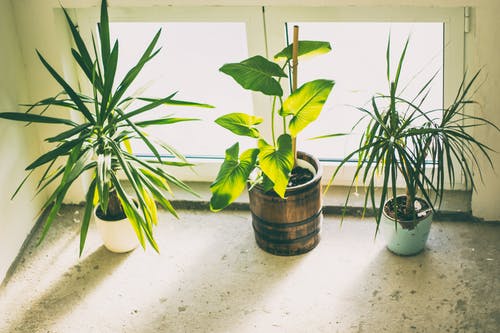 三种绿色盆栽植物 · 免费素材图片