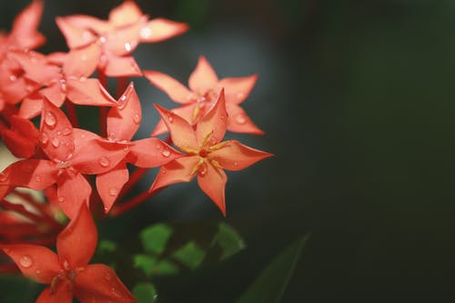 红色花朵的微距摄影 · 免费素材图片