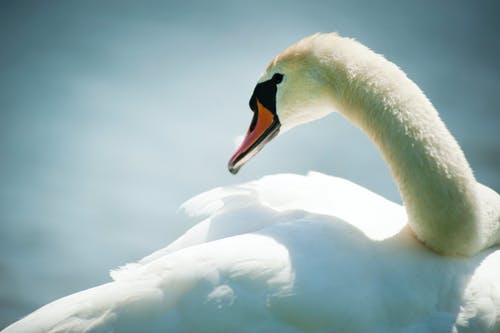 白天鹅 · 免费素材图片