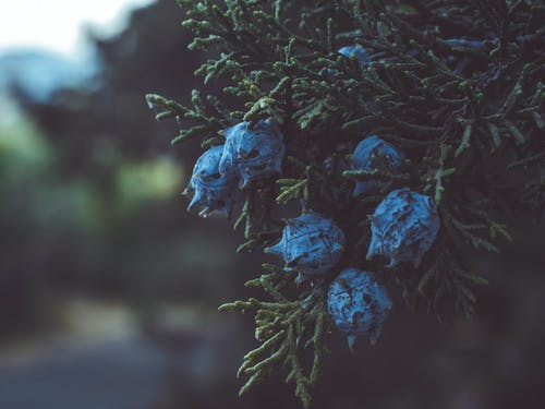 蓝色花朵的选择性聚焦摄影 · 免费素材图片