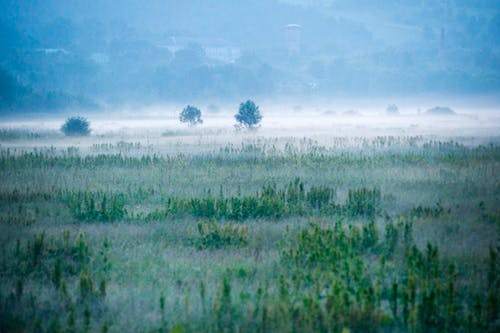 有雾的绿色领域 · 免费素材图片