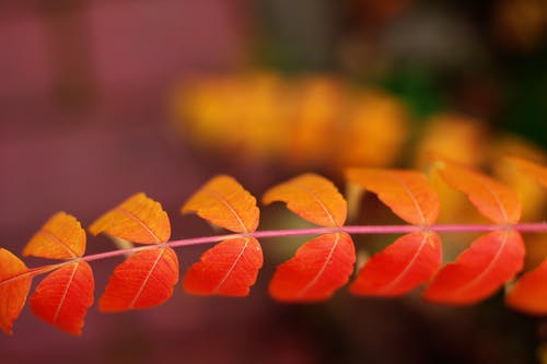 橙色双复叶景深摄影 · 免费素材图片