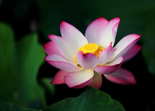 焦点照片粉红色和白色的莲花 · 免费素材图片