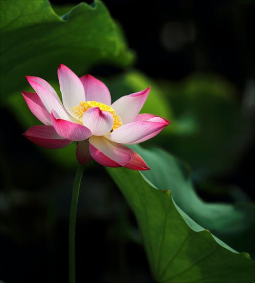粉色和白色的花瓣花的浅焦点照片 · 免费素材图片