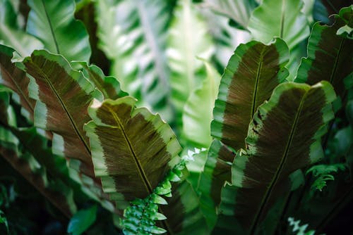 绿色的叶子的植物的特写照片 · 免费素材图片