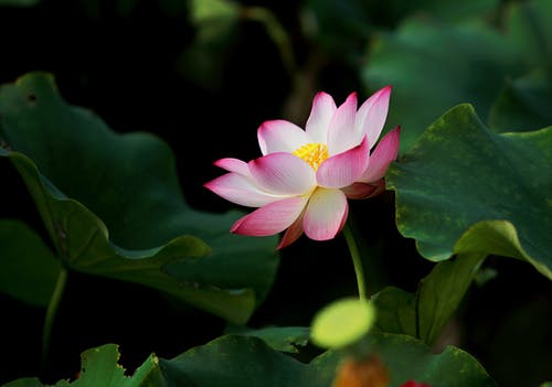 盛开的粉红色花瓣花的选择性聚焦摄影 · 免费素材图片