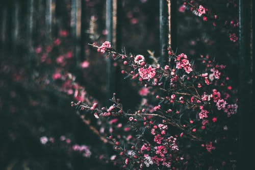 粉色花瓣花的选择性彩色摄影 · 免费素材图片