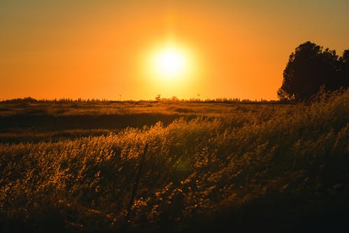 在日落的草田 · 免费素材图片