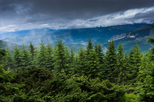 绿色森林 · 免费素材图片