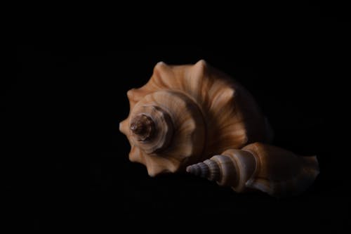 两个海螺 · 免费素材图片