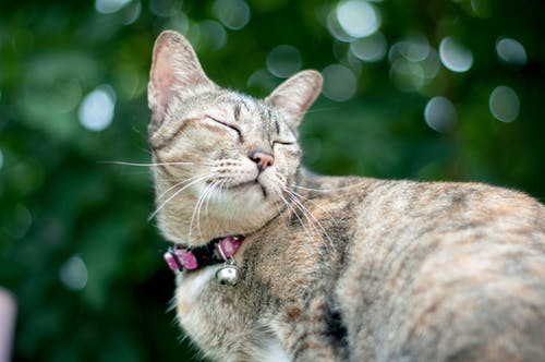棕色虎斑猫的散景摄影 · 免费素材图片