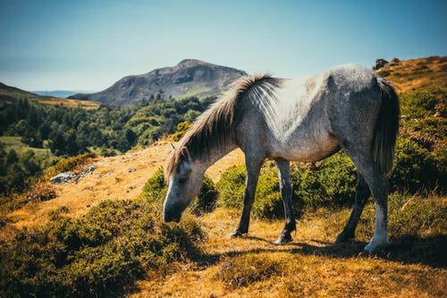 白马和灰马放牧的照片 · 免费素材图片
