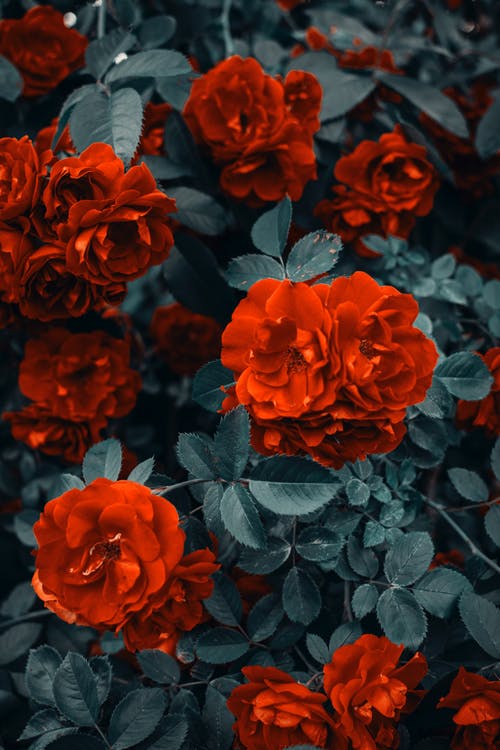 红玫瑰 · 免费素材图片