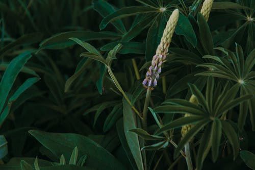黄花绿叶植物 · 免费素材图片