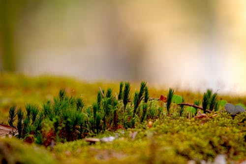 绿草的选择性聚焦照片 · 免费素材图片