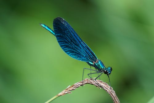 蓝蜻蜓的浅焦点摄影 · 免费素材图片