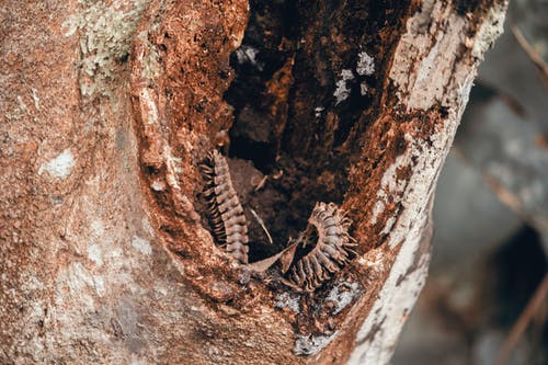 棕色蠕虫在树干上 · 免费素材图片