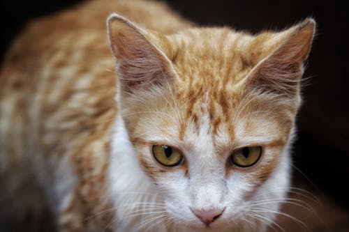 橙色虎斑猫的浅焦点摄影 · 免费素材图片