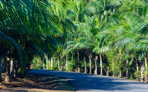 绿色的棕榈树之间的灰色混凝土路 · 免费素材图片