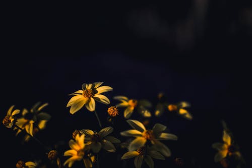 黄色雏菊花的选择性聚焦摄影 · 免费素材图片