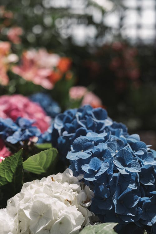 蓝色和白色绣球花的特写摄影 · 免费素材图片