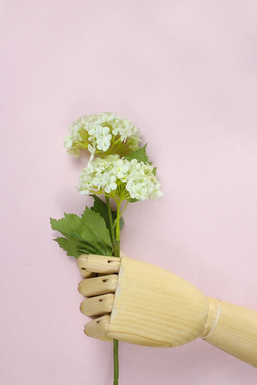 棕色木手拿着白色的绣球花 · 免费素材图片
