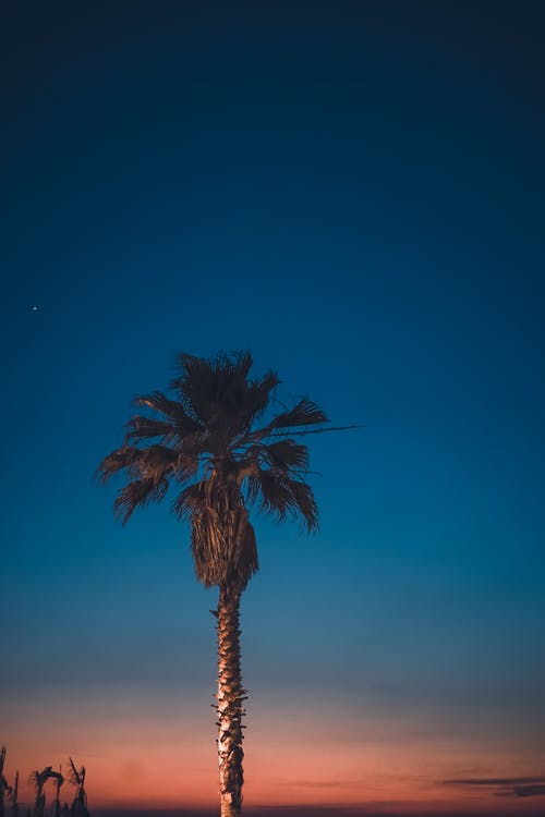 绿色的棕榈树，俯瞰日落 · 免费素材图片