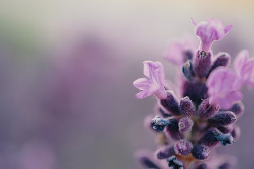 紫色花瓣发芽花 · 免费素材图片