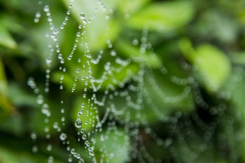 蜘蛛网与雨滴的特写照片 · 免费素材图片