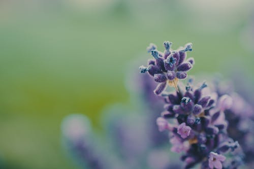 紫色的花照片 · 免费素材图片