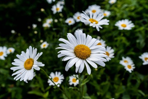 白雏菊花的选择性焦点 · 免费素材图片