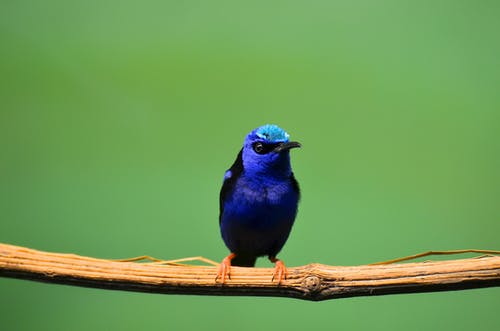 蓝鸟栖息在树枝上 · 免费素材图片