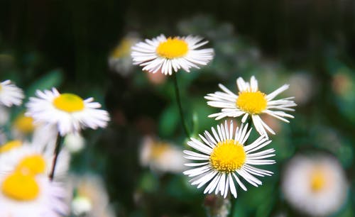 雏菊的选择性聚焦摄影 · 免费素材图片