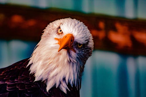 秃头鹰头 · 免费素材图片