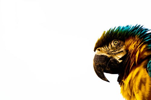 蓝黄金刚鹦鹉 · 免费素材图片